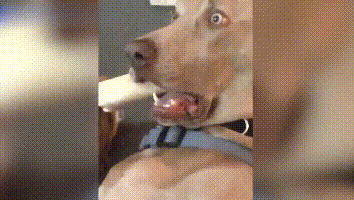 美国一只狗献上最魔性的"目瞪狗呆" 叼着骨头突然看到了什么?