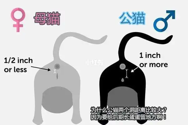 95『养猫课堂』一张图教你如何辨别小猫公母