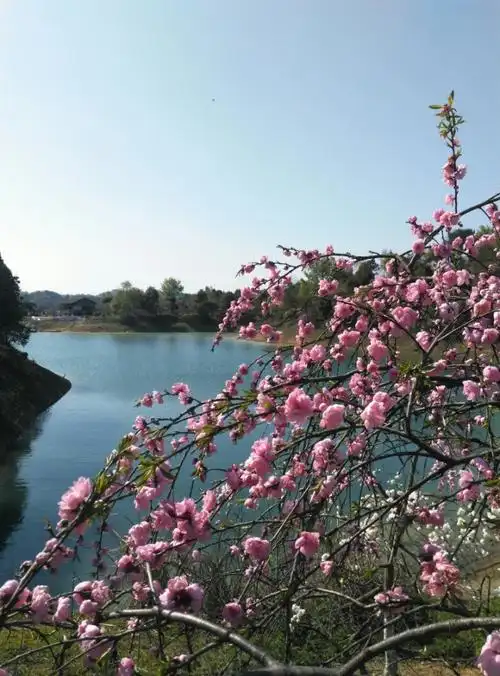 武宁西海花源谷烂漫桃花山水间