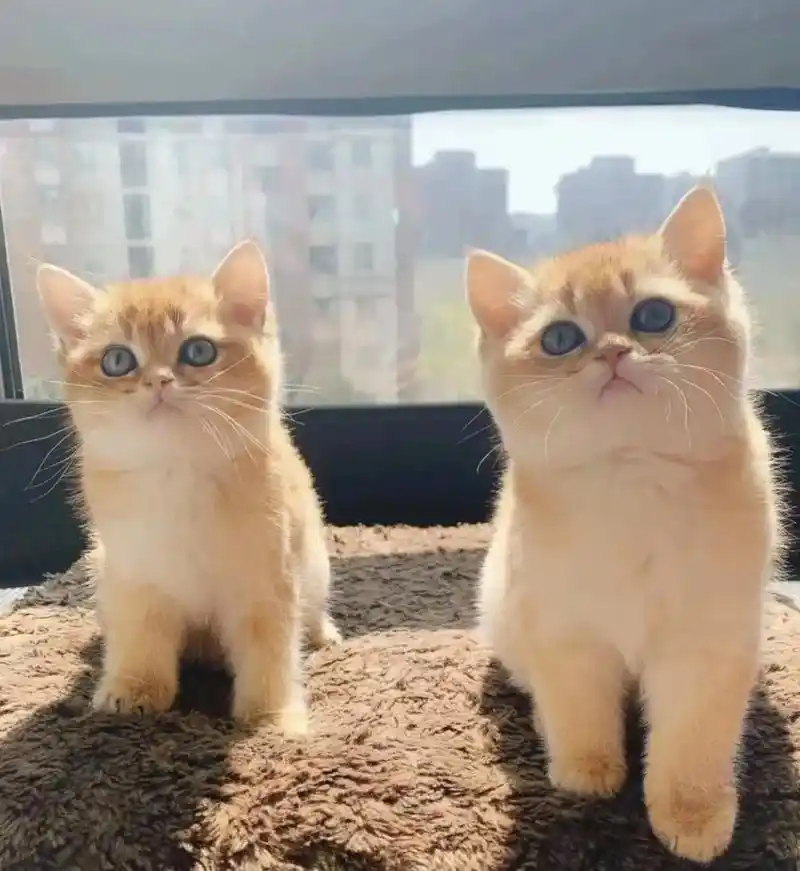 自家两只猫生的一窝崽子,两个月十天了,打 - 抖音