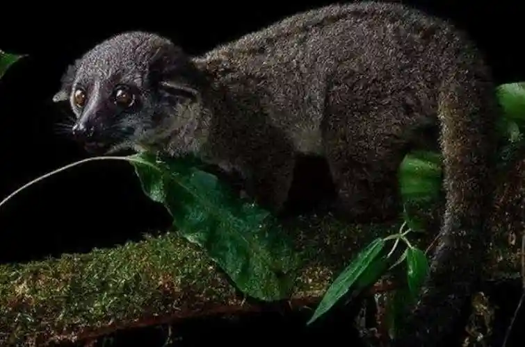 地球上这10个可爱的动物,如今已经全部灭绝,你知道几个?