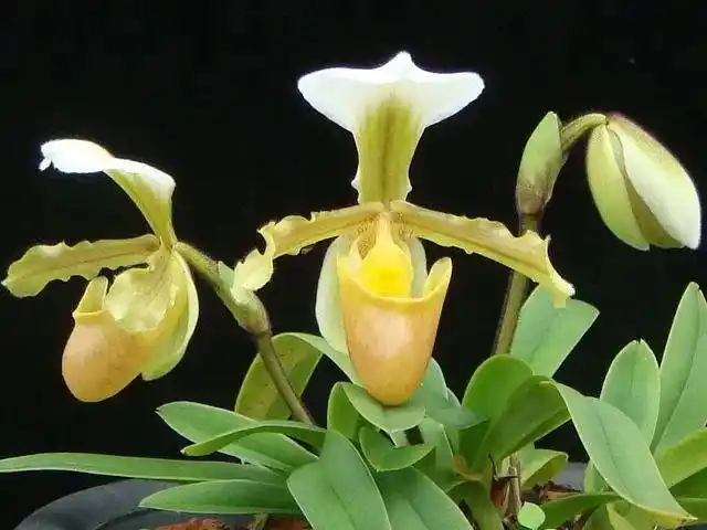 国家Ⅰ级濒危物种|海伦兜兰和巧花兜兰的鉴赏辨识与保护现状