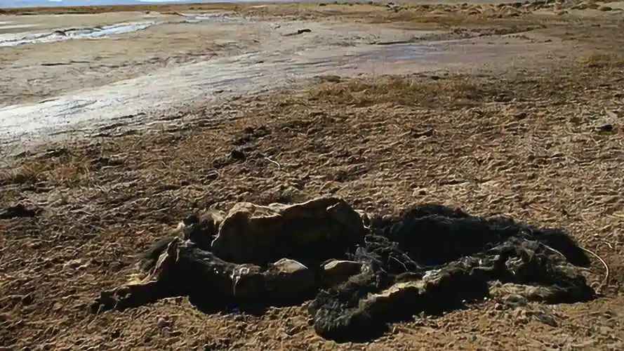 中国最大的无人区,可可西里到底有多危险?看完不敢相信