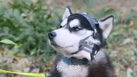 神犬小七2:傻人养傻狗,山神又吃掉地图,二哈:这是吃货的尊严-电视剧-