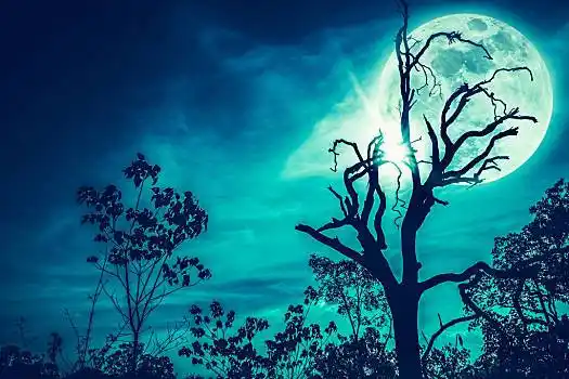 夜晚,风景,天空,鲜明,月亮,剪影,死,月光,后面,枯木,安静,自然,户外