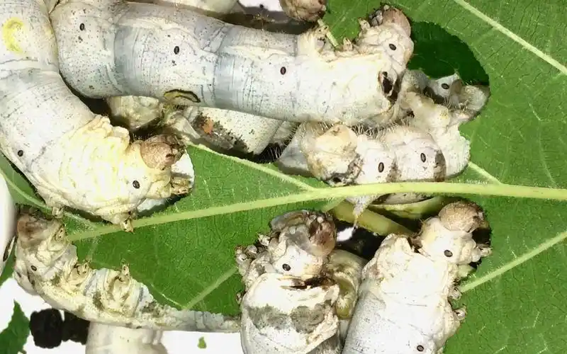 略重口 超高清近距离拍摄蚕宝宝啃桑叶 像碎纸机一样!