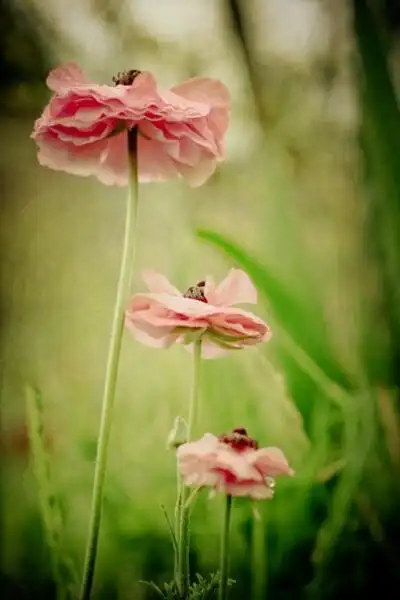 iphone壁纸 高清 花朵