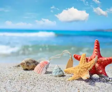 项链海星图片-项链海星素材-项链海星插画-摄图新视界