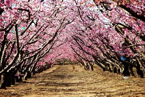 赏桃花不必远行,善堂园林场赏花地即是美若仙境!