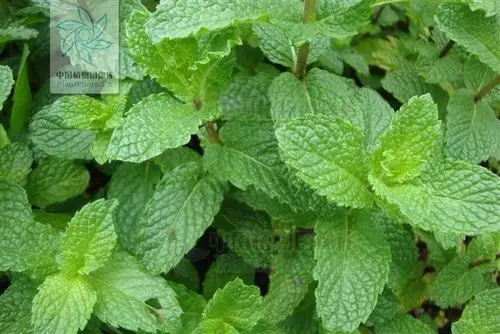 唇形科的皱叶留兰香,一种多年生草本. 原产欧洲,现国内有栽种.