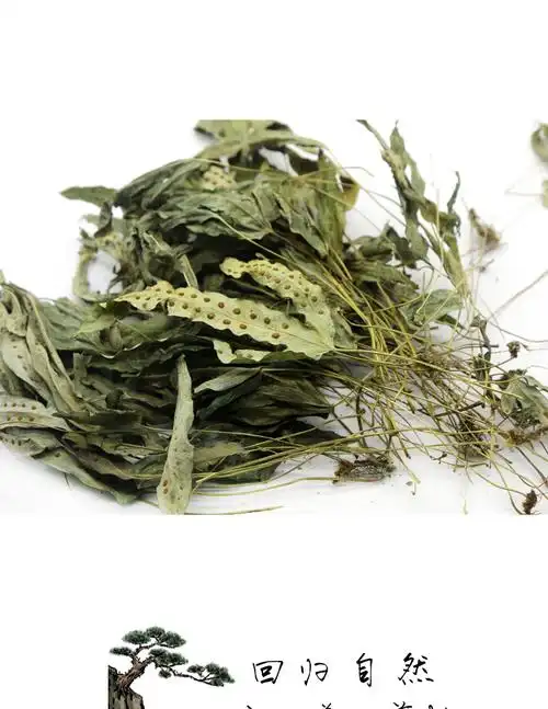 构趣 正宗金星草中药材鹅掌金星草鸭脚草煲汤鸭掌草