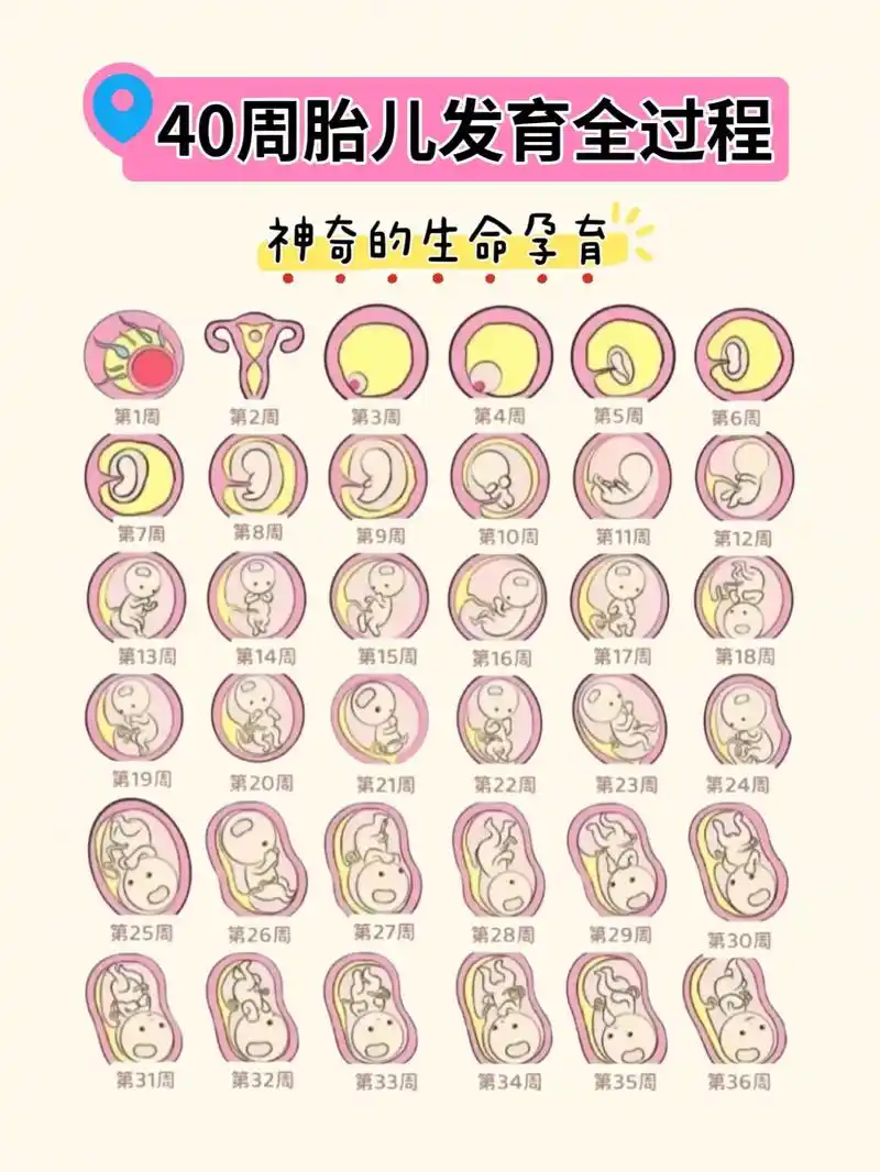 胎儿发育全过程,神奇的生命孕育 孕一月怕热,孕二月怕药品,孕三月怕油