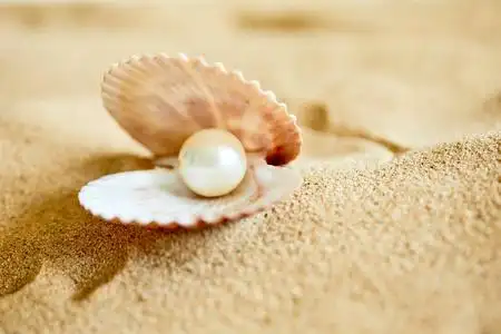 珍珠街海滩在海滩上开的贝壳珍珠照片