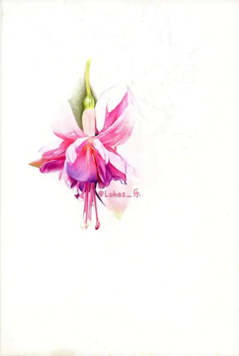 彩铅花卉一起绘