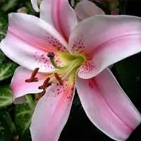 百合花头像图片大全微信头像最漂亮百合花图片真实大全