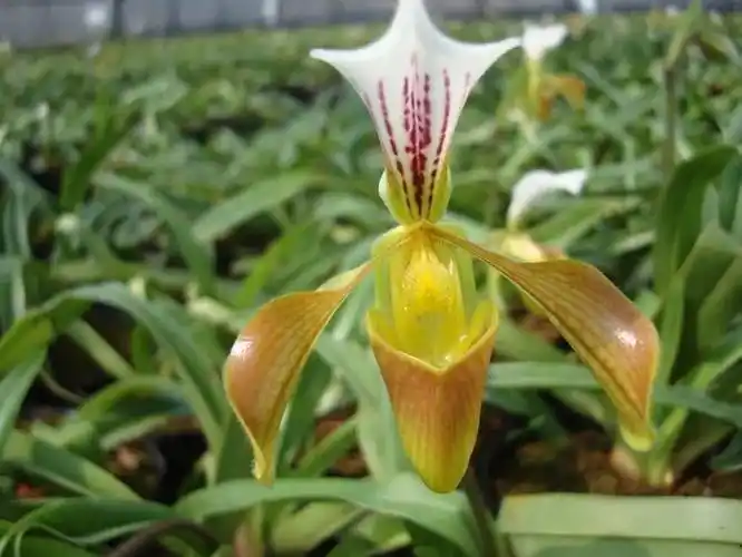 格力兜兰的鉴赏辨识与保护现状