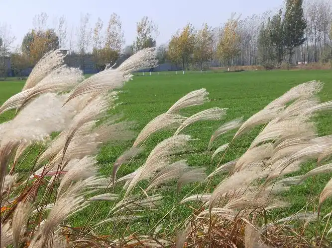 冬野茅花也诱人