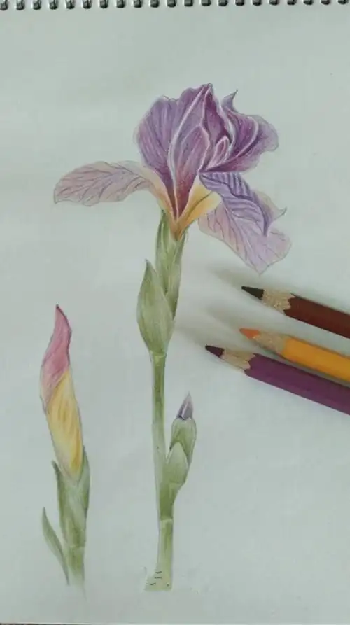 鸢尾花彩铅画手绘教程