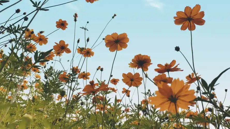 晴空(小清新静态壁纸) - 静态壁纸下载 - 元气壁纸