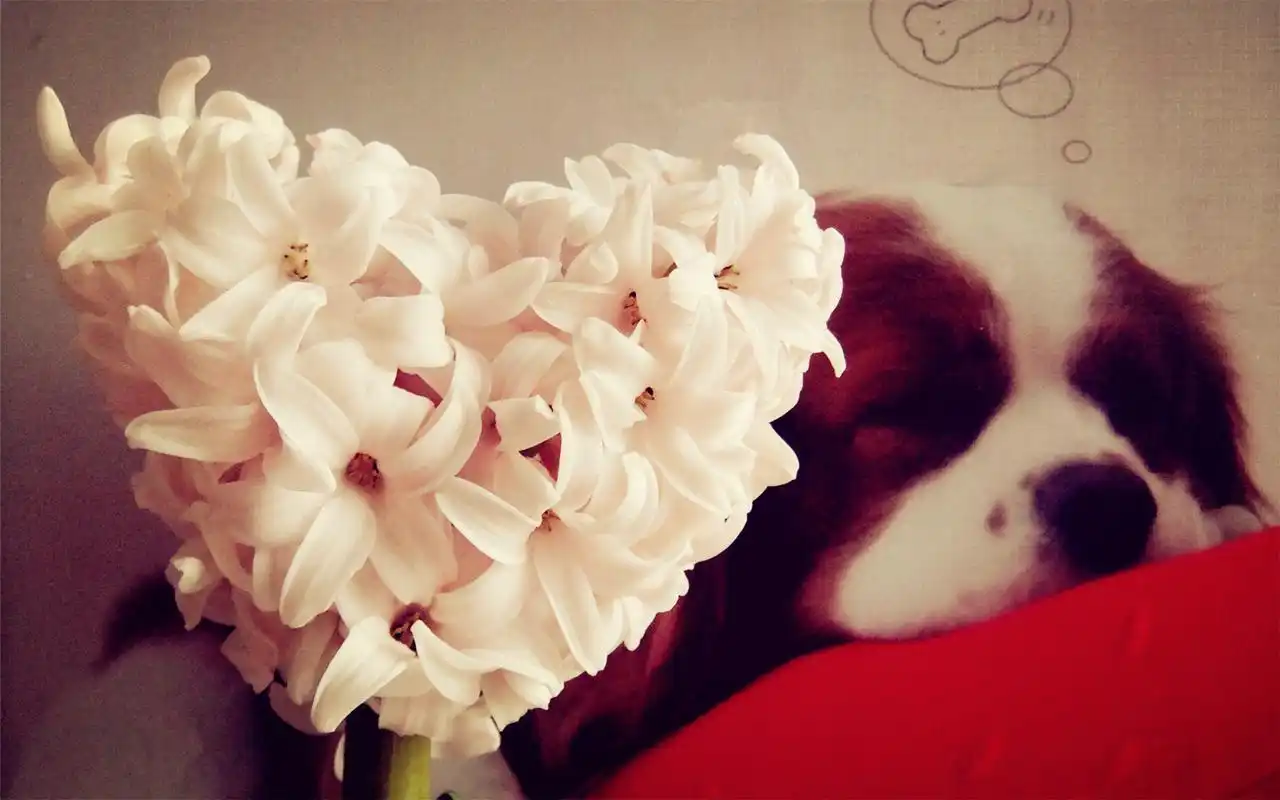 唯美意境小清新养眼心形图案非主流桌面壁纸下载(2)