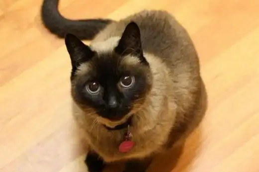 500元能买什么猫,500元以下的猫品种