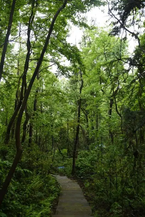 好奇心走进了无人区的树林,有种在原始森林里探险的感觉_高清图集