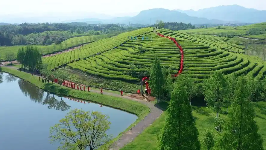 武义花田小镇,来茶园深呼吸!_哔哩哔哩_bilibili