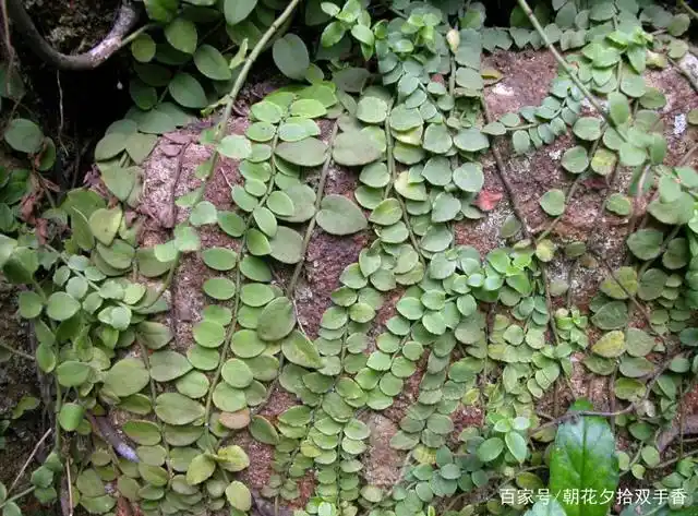 攀爬本领高强的野草,人称"上树龙",是防治风湿病良药