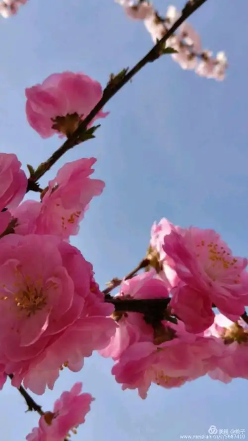 桃花艳!桃花美!桃花满天飞!桃花遍地红!三月桃花笑春风!