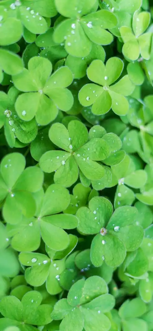 "绿色护眼"手机高清壁纸·原图上传,记得查看原图再保存.