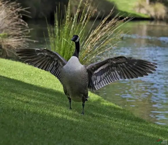 加拿大鹅