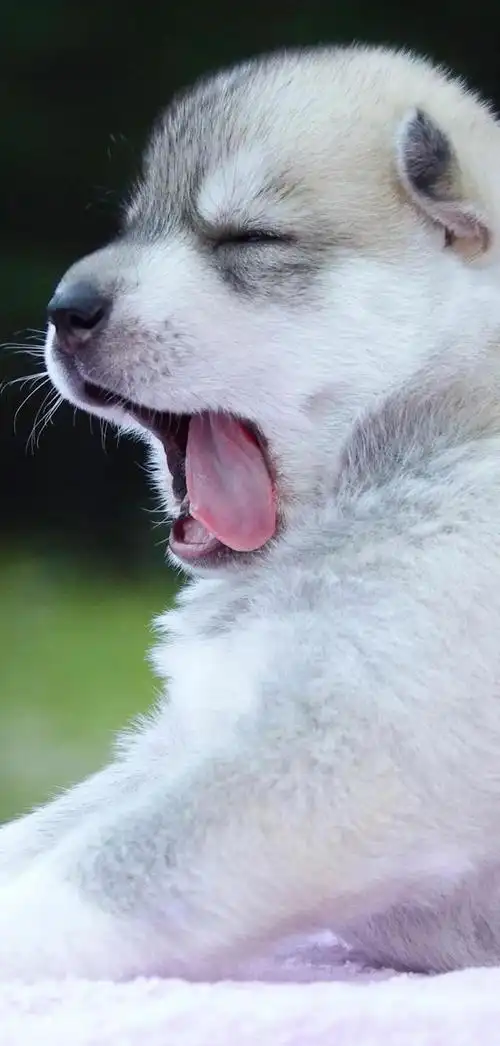 温暖治愈系卡通图片(壁纸丨高清全屏萌萌的动物壁纸)