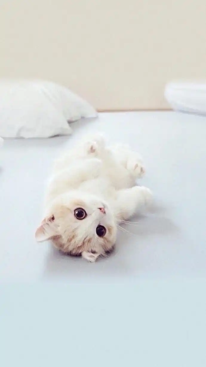 可爱猫咪手机壁纸锁屏