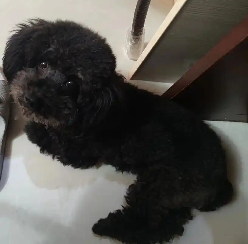 黑泰迪妹妹,蛋卷.#黑泰迪##宠物丢失 #求助广大网友 #寻 - 抖音