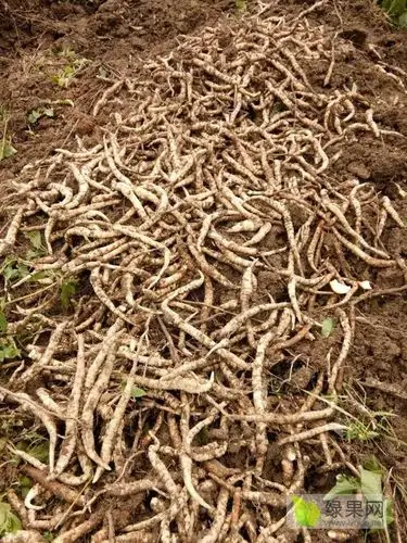 供应:新品特菜过年佳选地参地笋高档食材低价批发