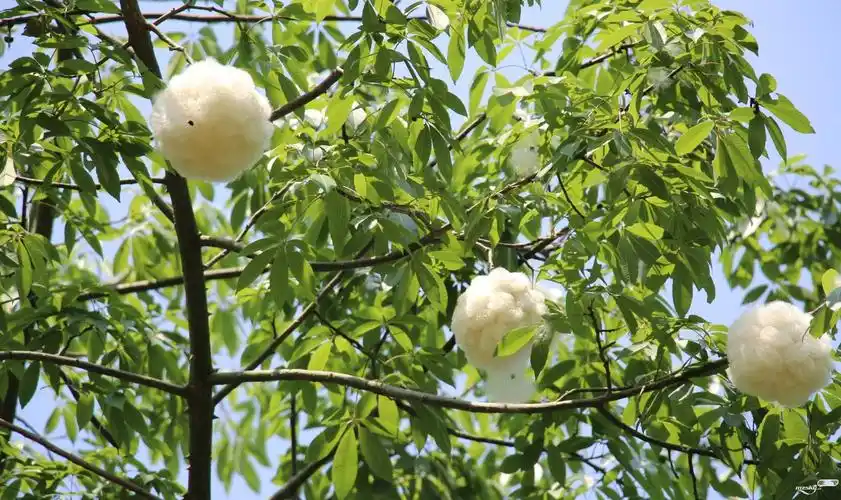 梅城的异化木棉果在树上爆果出花一景