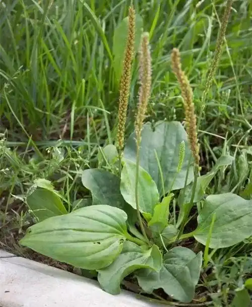 路边的野草其实是治病法宝,再也不能假装不认识!