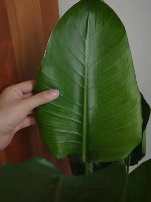 天堂鸟是旅人蕉科鹤望兰属草本植物叶型优美,巨大的叶子像一把撑开的