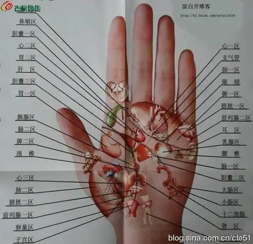 手掌分为几个部分(手掌分为哪几个部分)