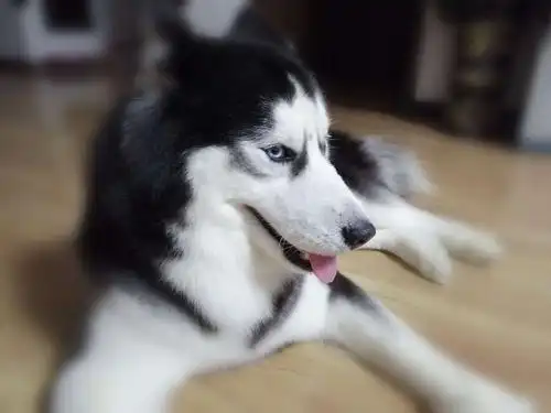 俺家的大宠二哈～可乐