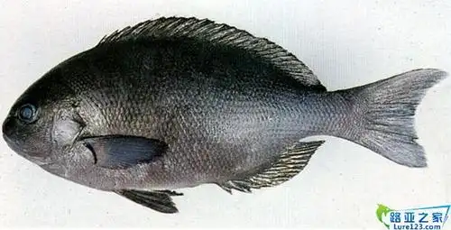黑毛鱼 介绍