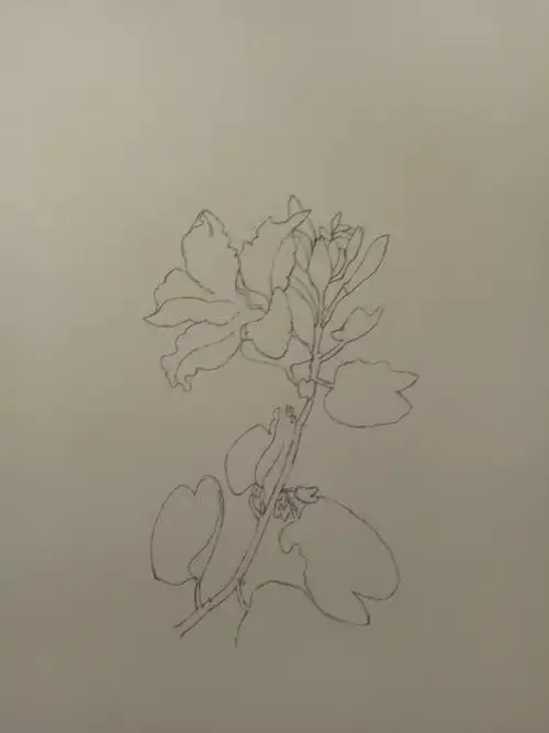 万物我画一花(第七天)——紫荆花 - 简书