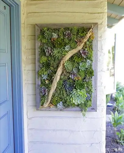 多肉植物造景案例