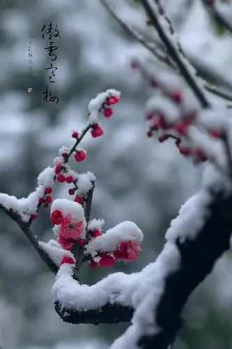 傲雪寒梅独自开,唯有伊人踏香来.懂得寒梅通彻骨,梅花香自苦寒来!