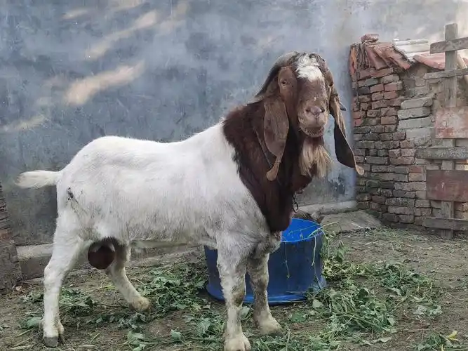 大公羊对外借配出售