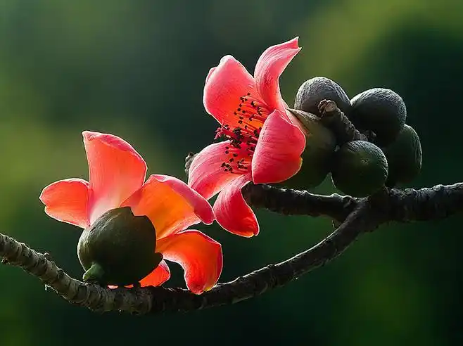 木棉花图片 木棉图片 木棉植物图片