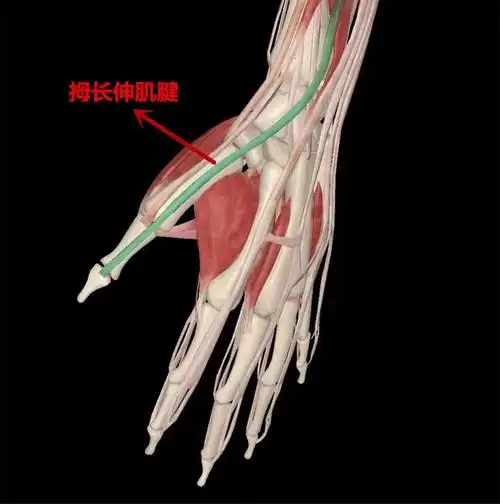 慈海医疗||小伤不能大意,拇长伸肌腱断裂误认为是普通割伤-医疗动态