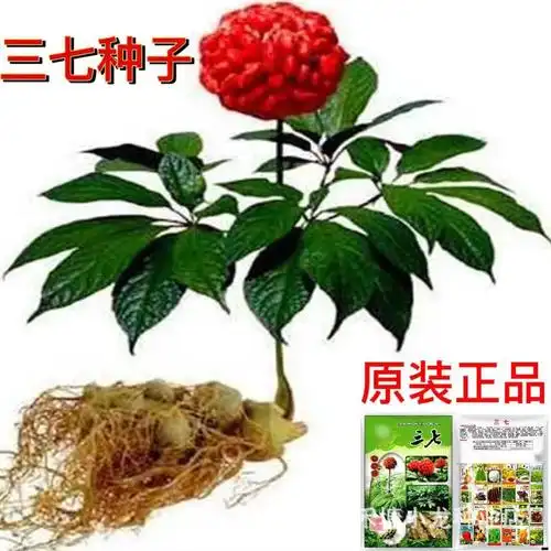 三七种子 云南野生田七种籽 原装正品四季易播种可食用药材三七籽