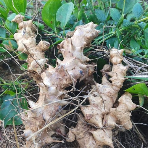 野生中药材金刚藤根金刚刺野生菝葜金刚藤铁菱角煲汤泡酒新鲜金钢