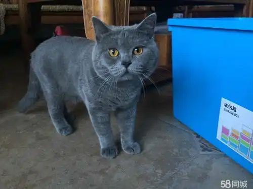 (转让)自留种公蓝猫弟弟